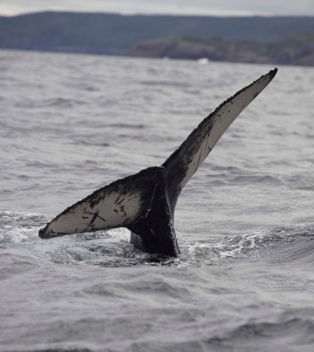 Humpback whale in Bay Bulls