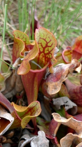 A carnivorous pitcher plant  in Grosse Morne, Newfoundland's provincial flower