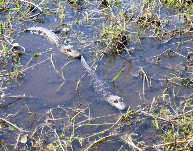 Baby alligators, spotted on our Kissimmee swamp tour